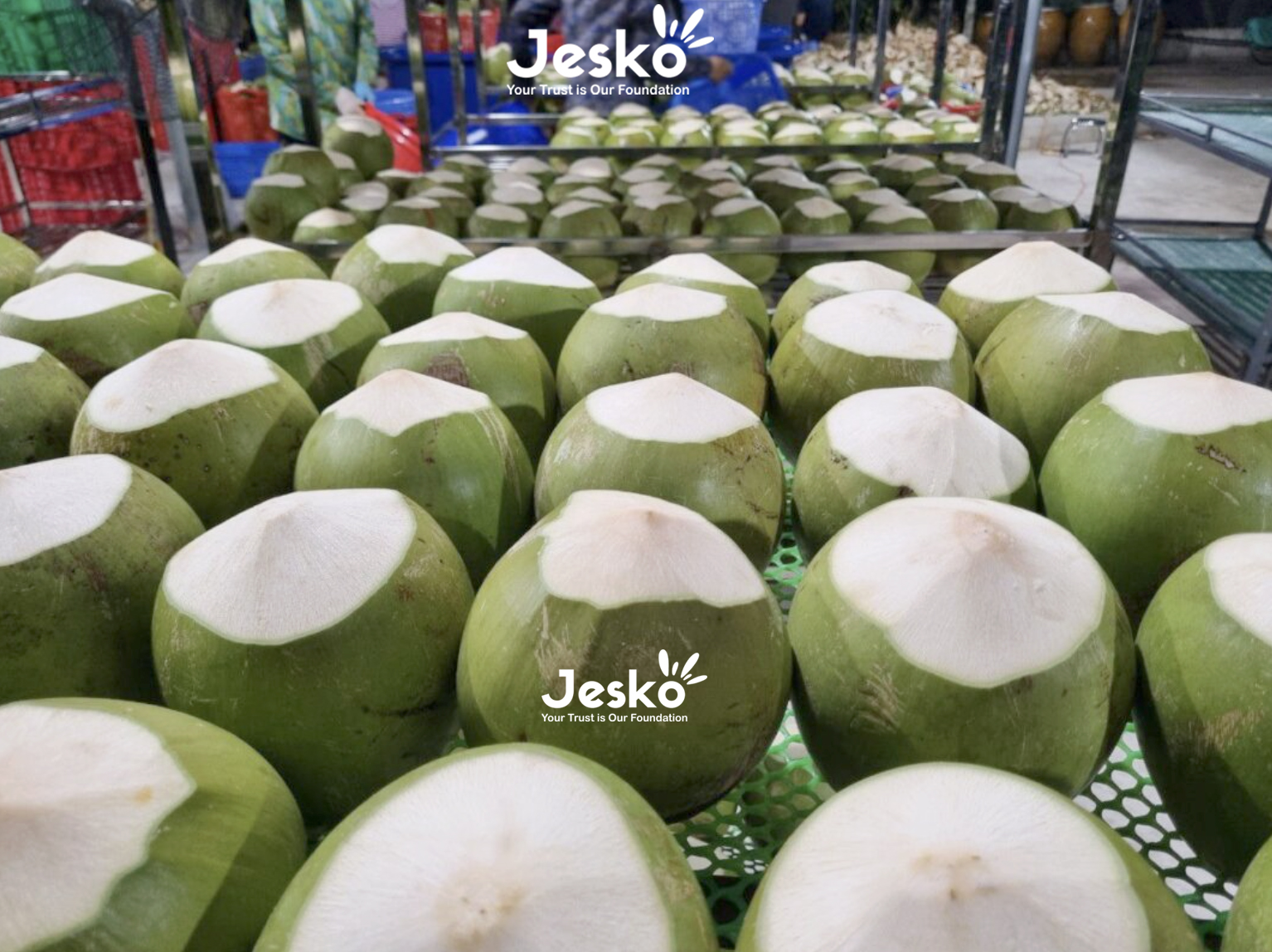 www.TheJesko.com